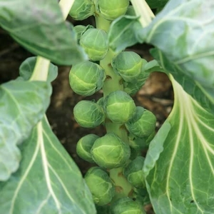 Brussels Sprout Seeds - Gustus F1 Hybrid