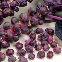 Brussels Sprout Seeds - Red Bull