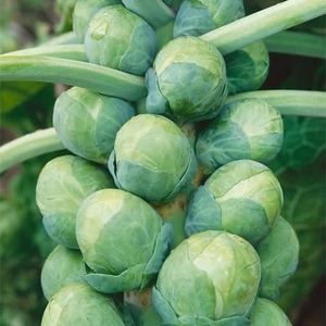 Brussels Sprout Seeds - Titus F1 Hybrid