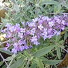 Buddleia Petite Lavender Flow 3l Potted Shrub