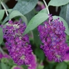 Buddleja Buzz Magenta 3l Potted Shrub