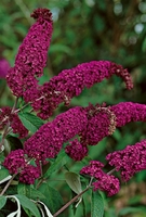 Buddleja Royal Red