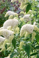 Buddleja White Profusion Shrub