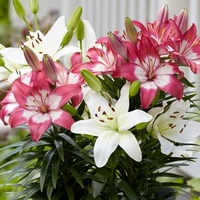 Bundle Of Joy Lily Collection - Lily Bulbs