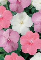 Busy Lizzie Dazzler Baby Shower Mix-plants