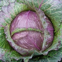 Cabbage Deadon-plants