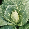 Cabbage Duncan (august Despatch) - Plants