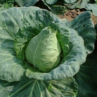 Cabbage Duncan (spring Despatch) - Plants