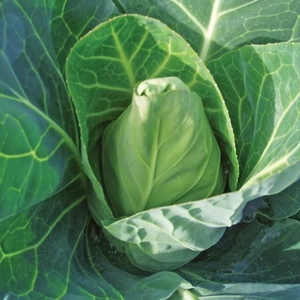 Cabbage Duncan Super Extra Early - Plants