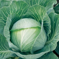 Cabbage Kilaton - Plants