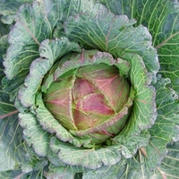 Cabbage Marabel-plants