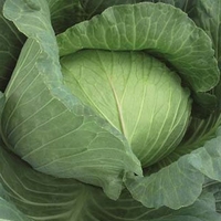 Cabbage Plants - Gunma F1 X8