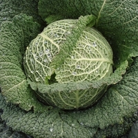 Cabbage Plants - Supervoy