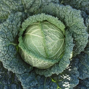 Cabbage Savoy Seeds - Serpentine F1 Hybrid