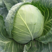 Cabbage Seeds - Bourbon