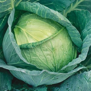 Cabbage Seeds - Candisa F1 Hybrid