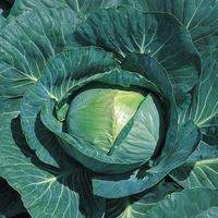 Cabbage Seeds - Consul