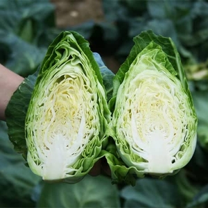 Cabbage Seeds - Excel F1 Hybrid