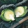 Cabbage Seeds - Mila F1 Hybrid