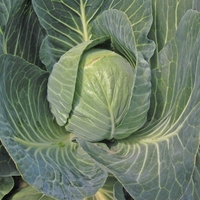 Cabbage Seeds - Mozart