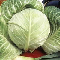 Cabbage Seeds - Primo 2