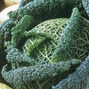 Cabbage Seeds - Resolution