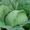 Cabbage Seeds - Sennen F1 Hybrid