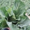 Cabbage Seeds Collection (all Year)