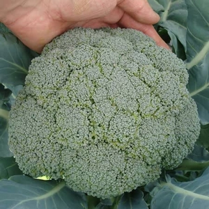 Calabrese Plants - Komodo