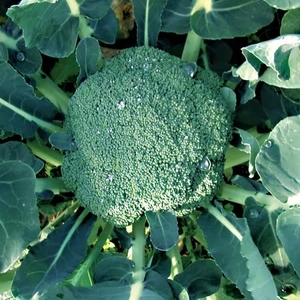 Calabrese Seeds - Green Magic F1 Hybrid