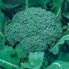 Calabrese Seeds - Kabuki F1 Hybrid