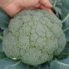Calabrese Seeds - Komodo F1 Hybrid