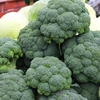 Calabrese Seeds - Samson F1 Hybrid