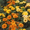 Calendula Fiesta Mixed X24 Plants