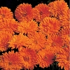 Calendula Needles And Pins - Seeds