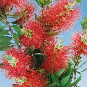 Callistemon Citrinus Shrub
