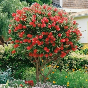 Callistemon Splendens 18cm Potted Shrub