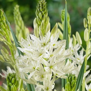 Camassia Leichtlinii Alba - Camassia Bulbs
