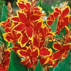 Canna Lilies Collection - Rhizomes