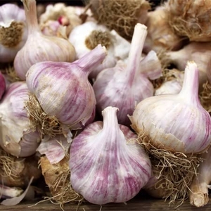 Carcassonne Wight Garlic Bulbs
