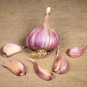 Caulk Wight Garlic Bulbs