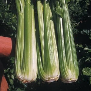 Celery Seeds - Granada F1 Hybrid