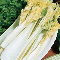 Celery Seeds - Hopkins Fenlander