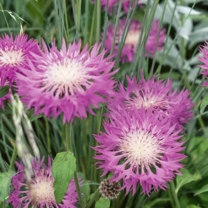 Centaurea John Coutts - 9cm Potted Perennial X1