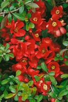 Chaenomeles Crimson And Gold Shrub