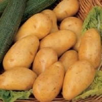 Charlotte Seed Potatoes (autumn Cropping)