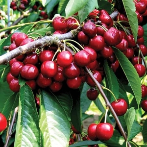 Cherry Summer Sun - Tree