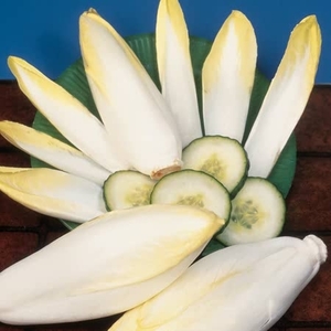 Chicory Seeds - Apollo