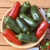 Chilli Giant Jalapeno - Plants
