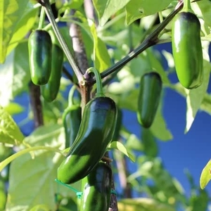 Chilli Jalapeno - Grafted Plants